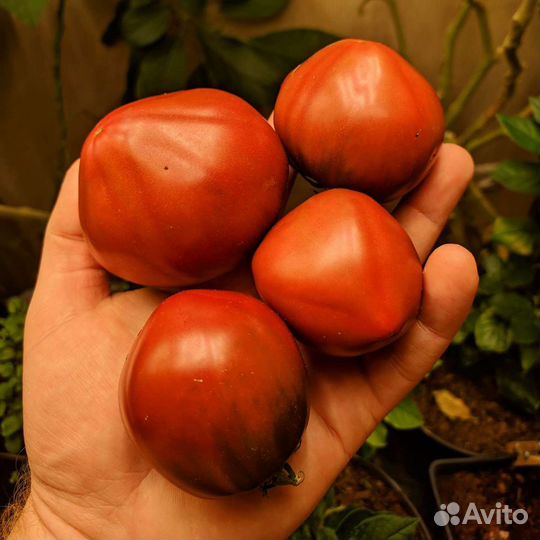 Лампы для растений фитолампы