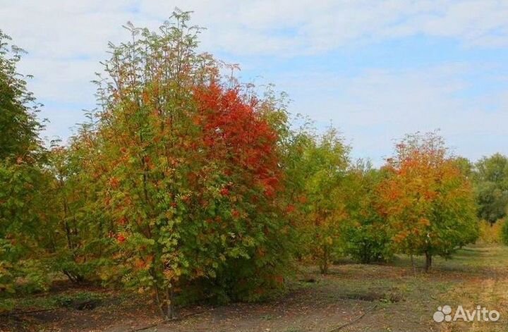 Саженцы Рябина обыкновенная из питомника