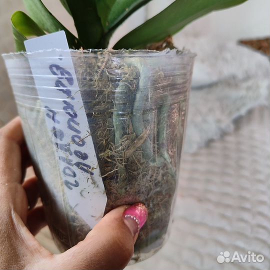 Орхидея фаленопсис бабочка голден леопард
