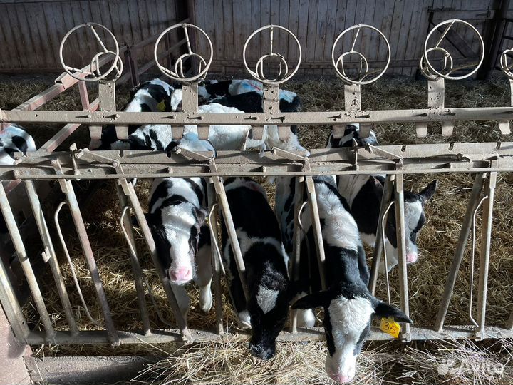 Телята бычки