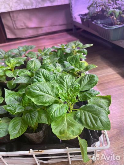 Рассада Целозия гребенчатая