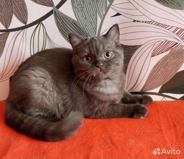 Британчики