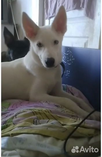 Щенок