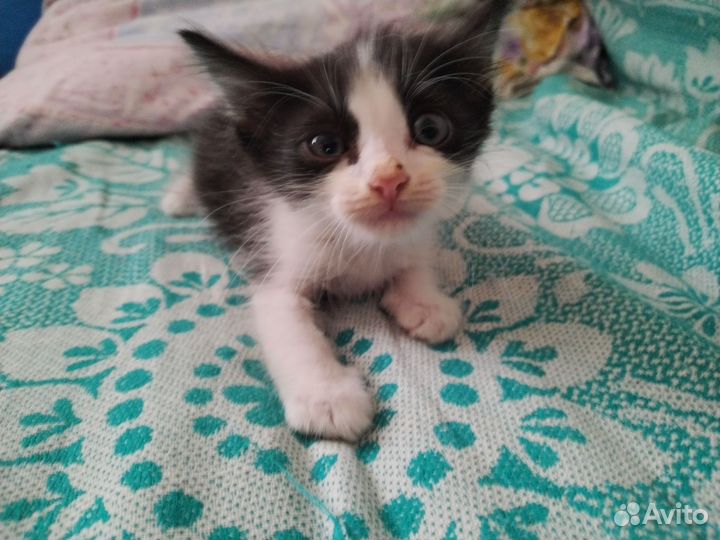 Одна девачка три мальчика