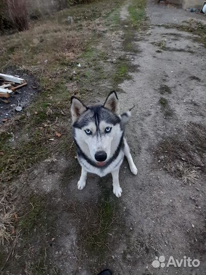 Сибирский хаски