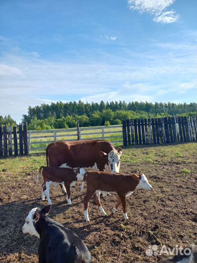 Коровы с телятами