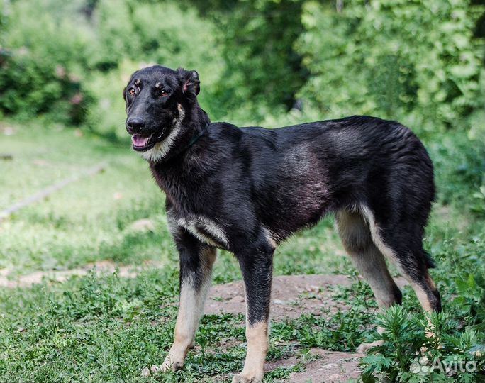 Собака-компаньон Настя в добрые руки