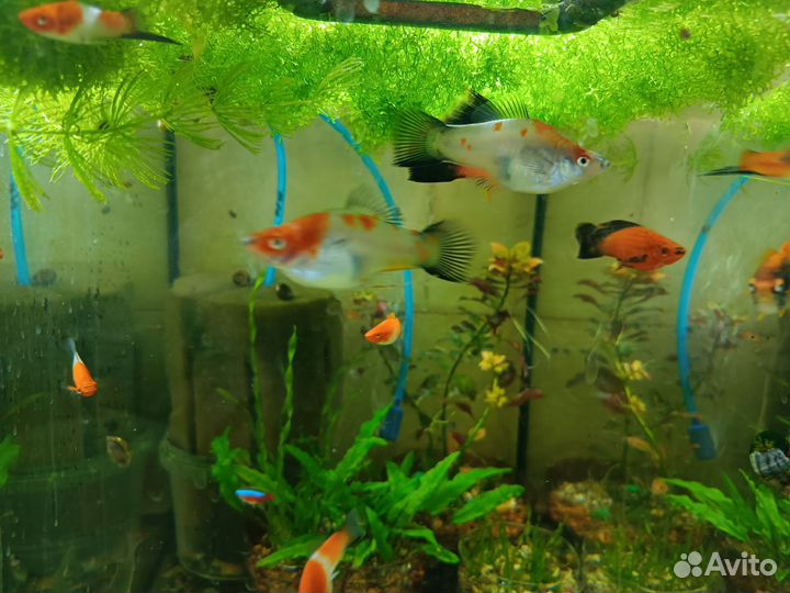 Аквариумные рыбки, меченосцы