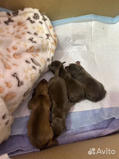 Той-терьер щенки