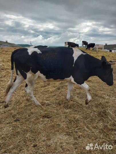 Продается нетель