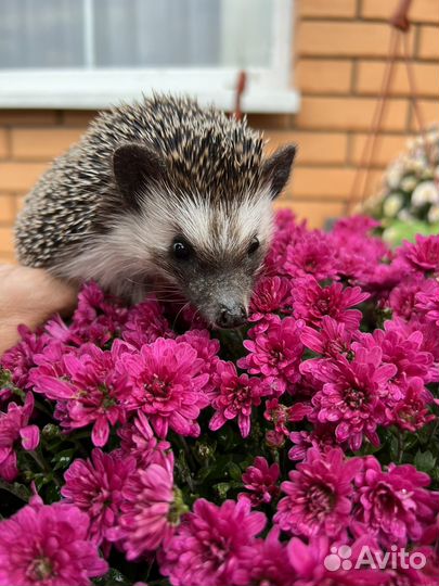 Африканский ежик