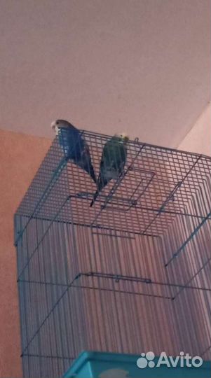Клетка для волнистого попугая. Академ