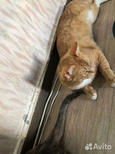 Кот