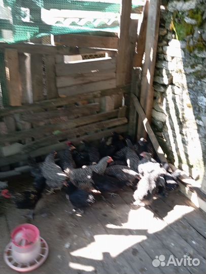 Молодые петушки