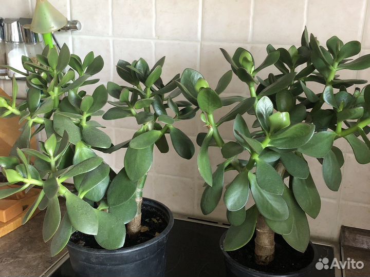 Крассула толстянка Денежное дерево