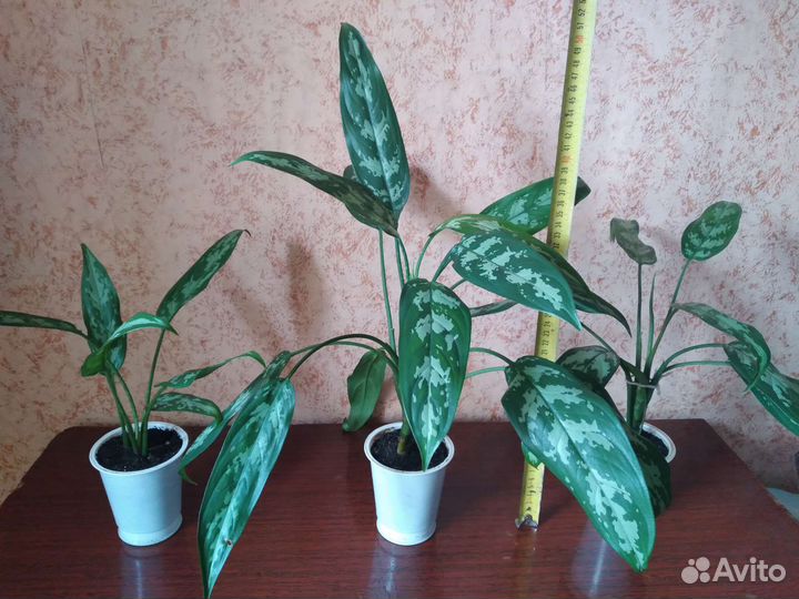 Цветы комнатные растения