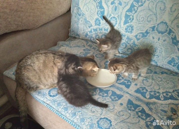 Котята в добрые руки
