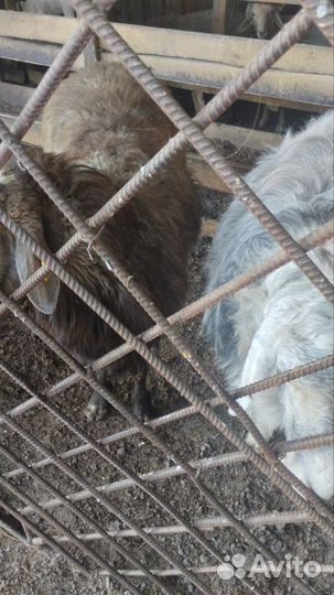 Курдючные бараны овцы