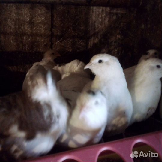 Яйцо на инкубацию