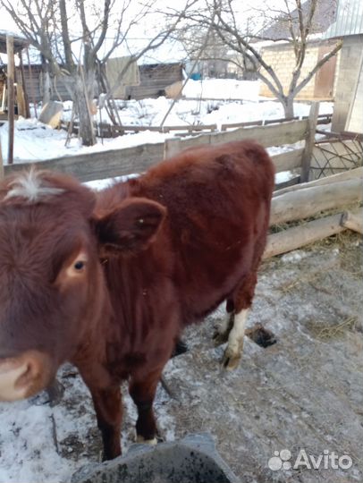 Бычки и быки на мясо
