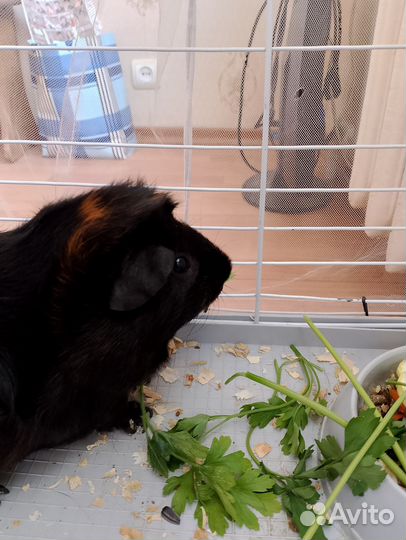 Морская свинка с клеткой