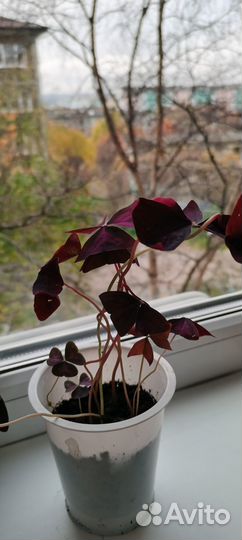 Кислица домашняя