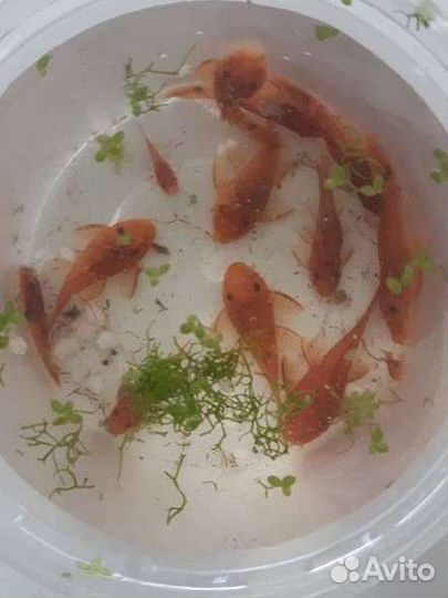 Анциструс Super Red (Супер рэд)