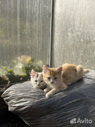 Котята в добрые руки