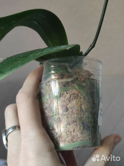 Орхидея фаленопсис бабочка