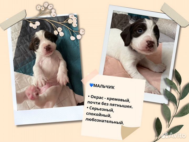 Щенки русского спаниеля