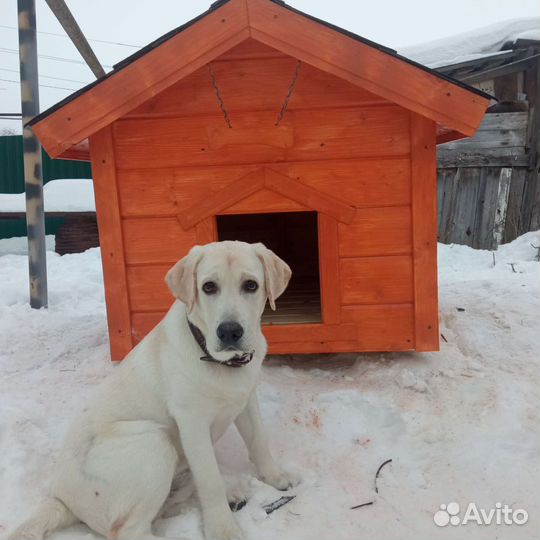Будка, конура для собаки
