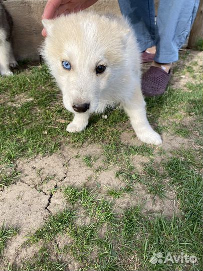 Собака в добрые руки.Девочка