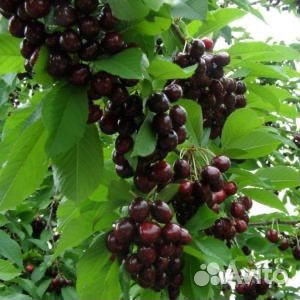 Саженцы Черешни всл 2