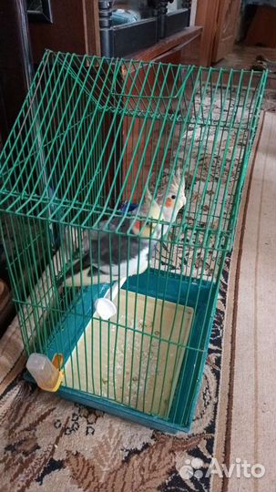 Попугай корелла