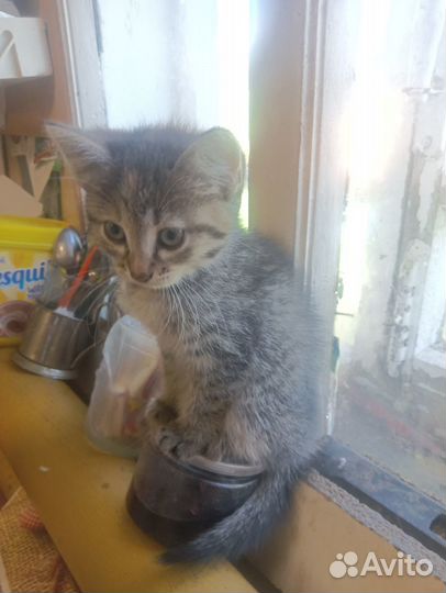 Котята в добрые руки даром