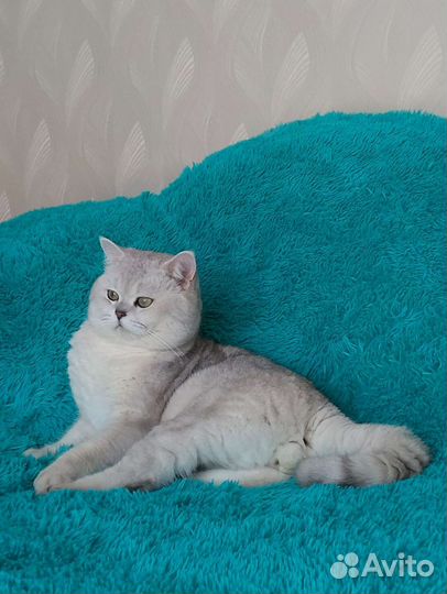 Вязка с британским котом серебристая шиншилла