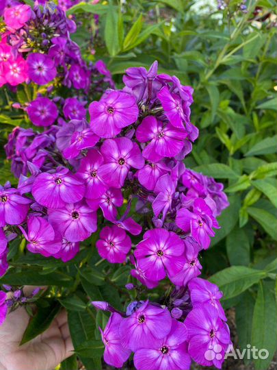 Флокс метельчатый