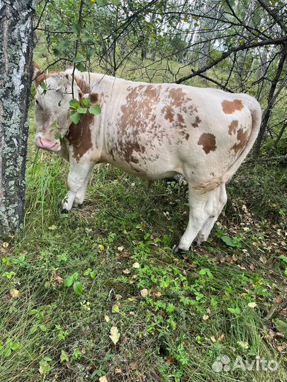 Телята бычки коровы