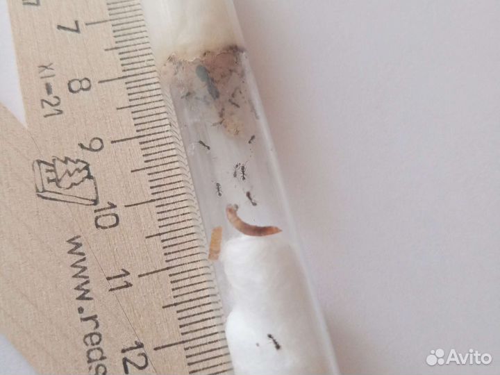 Муравьи для муравьиной фермы