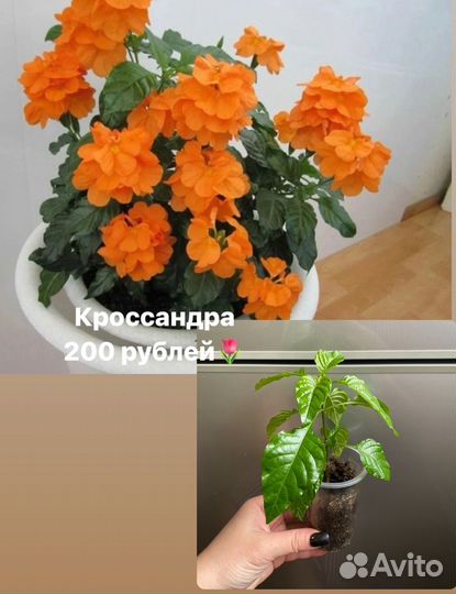 Бегония элатиор