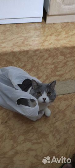 Кот для вязки