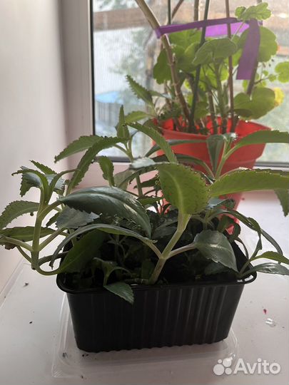 Каланхоэ лечебный и защитный (от магии)