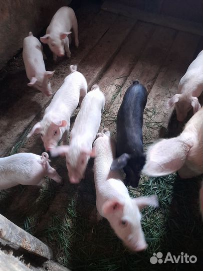 Поросята