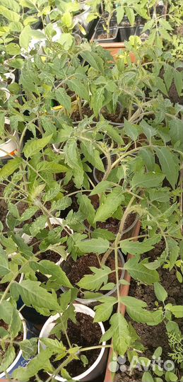 Рассада томатов, перцев, баклажан