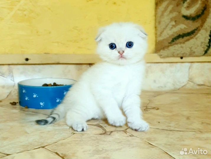 Шотландские шиншиллы