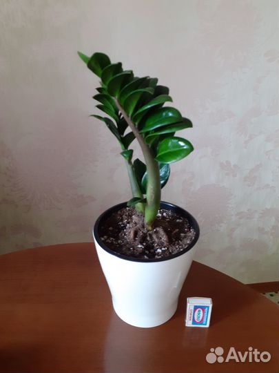 Замиокулькас