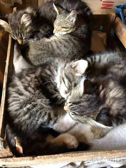 Котята в добрые руки