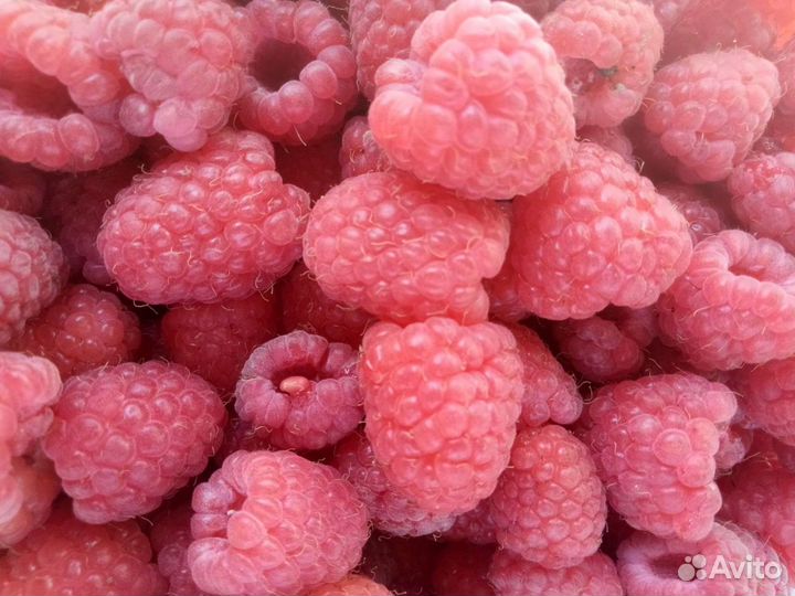 Малина ранняя Мария