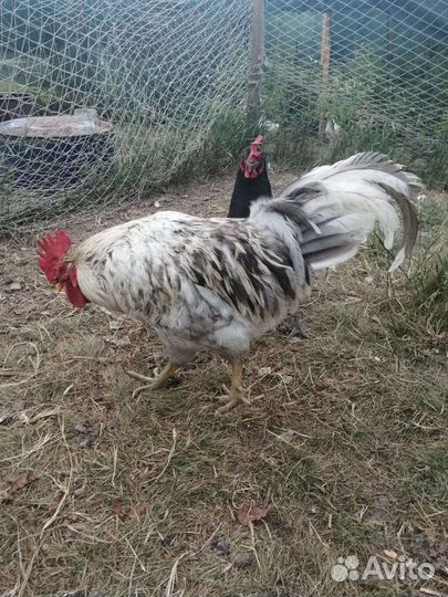 Куры доминант