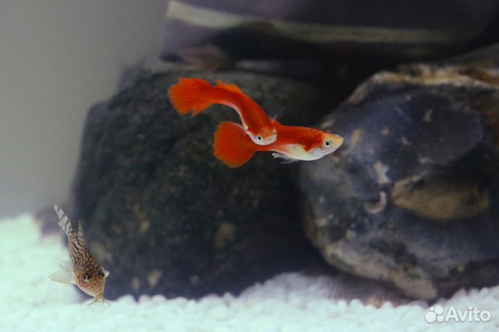 Гуппи черные и гуппи Эндлера
